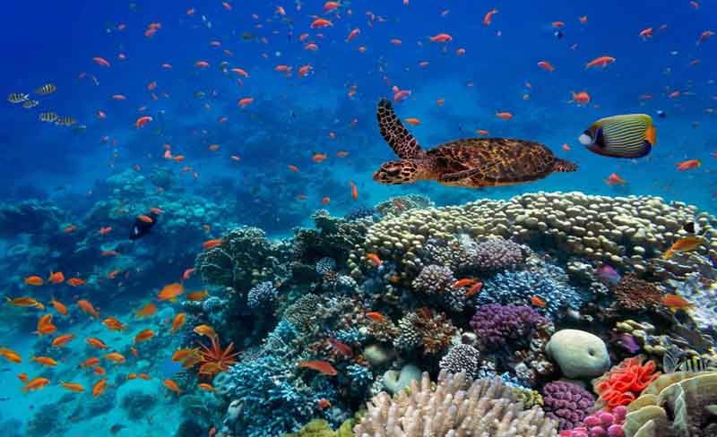 Marine biodiversity is increasing with the accuracy of the clock