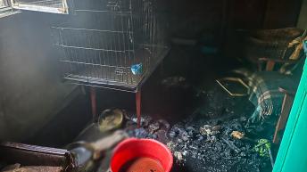 19 macska pusztult el egy beregszászi tűzben. Fotó: DSZNSZ