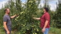 Óvatos derűlátás az almatermesztők körében - Elkezdődött a szüret