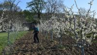 Most aktuális: gyümölcsfáink növényvédelme - Korán támadnak a kártevők. Fotó: Kárpátinfo/ Kovács Elemér